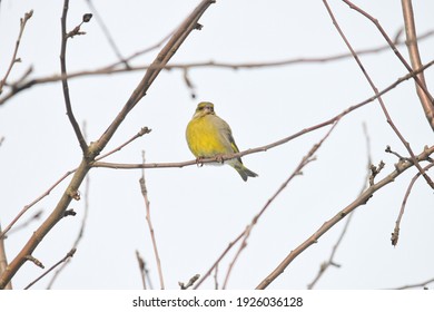 Greenfinch Bird In The Branches Of Sea Buckthorn