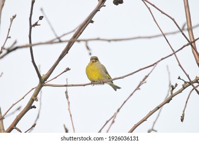 Greenfinch Bird In The Branches Of Sea Buckthorn