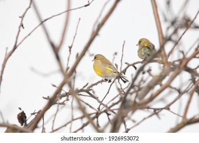 Greenfinch Bird In The Branches Of Sea Buckthorn