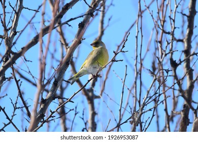 Greenfinch Bird In The Branches Of Sea Buckthorn