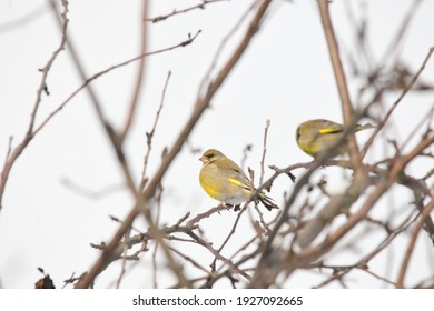 Greenfinch Bird In The Branches Of Sea Buckthorn