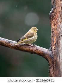 Greenfinch, Juvenile greenfinch, chloris chloris, small attractive bird perched in a garden. - Shutterstock ID 2182665931