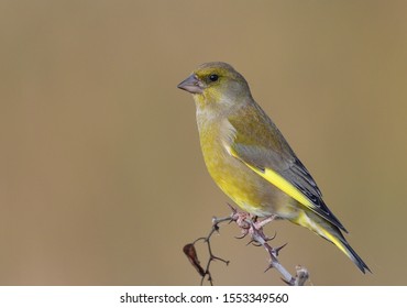 Greenfinch Is Small Song Bird