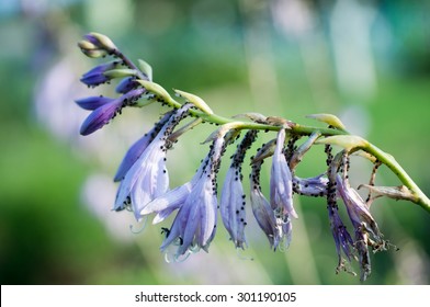 Greenfly, Aphis, Woolly Aphid On Flower