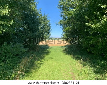 Greengrass path heading to the summer field