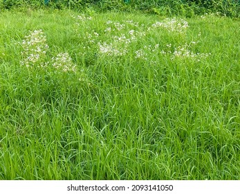 greengrass with white wild flower