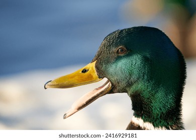 Greenhead mallard (ANAS PLATYRHYNCHOS) duck closeup portrait with open beak                 