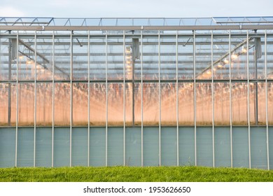 Greenhouse with assimilation lighting in het Westland, the Netherlands