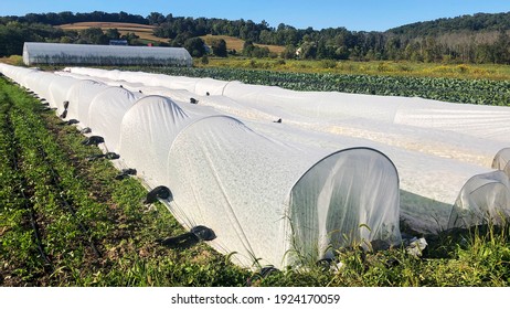 Greenhouse in the background and white row covers in foreground in a dynamic agricultural image of a working organic farm. Great garden and industry. - Powered by Shutterstock