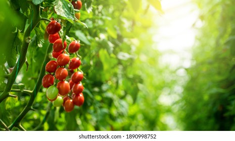 Greenhouse With Cherry Tomatoes. Organic Farm