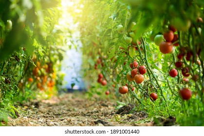 Greenhouse With Cherry Tomatoes. Organic Farm