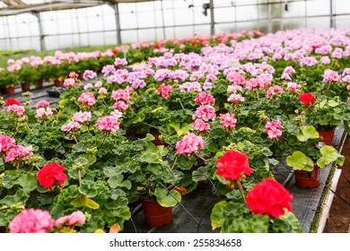 Greenhouse Colorful Blooming Geranium Flowers Sale Stock Photo ...
