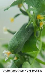  Greenhouse Cucumbers. Young Cucumbers Grow On A Bush. Homemade Cucumbers