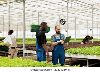 Greenhouse Farmer Holding Laptop Talking With African American Worker Holding Crate With Fresh Lettuce Talking About Delivery. Bio Farm Plant Growers Preparing To Deliver Online Order To Client.