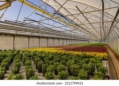 Greenhouse Filled With Fresh Autumn Chrysanthemums. Horticulture Business Concept