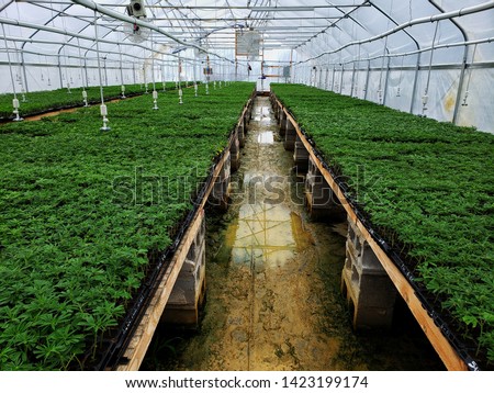 Greenhouse filled with young hemp plants ready to be sold to farmers converting from produce crops to cannabis for more profit. Commercial hemp farming to produce CBD oil and other products.