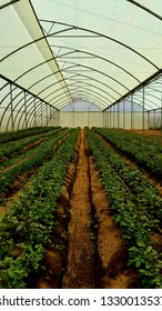 A Greenhouse At A Flower Farm On The North Shore Of Lake Naivasha, Kenya