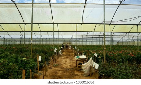 A Greenhouse At A Flower Farm On The North Shore Of Lake Naivasha, Kenya