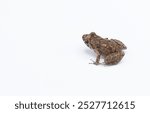 greenhouse frog - Eleutherodactylus planirostris - is a species of frog native to Cuba, Bahamas, and the Cayman Islands, and introduced to other areas. Isolated on white background with copy space