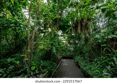 Greenhouse full of tropical green plants. The Palm House, an exotic oasis in the middle of the city. - Powered by Shutterstock