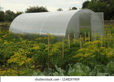 Greenhouse gray polycarbonate panel with the door open at their summer cottage on a background of fennel and garden beds to grow vegetables, life in the village, subsistence farming - Shutterstock ID 1148297909