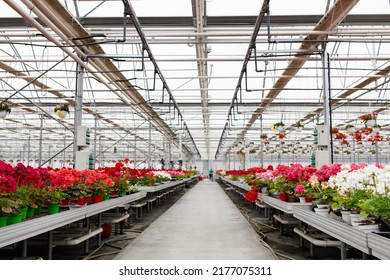 Greenhouse For Growing Flowers. Floriculture Industry