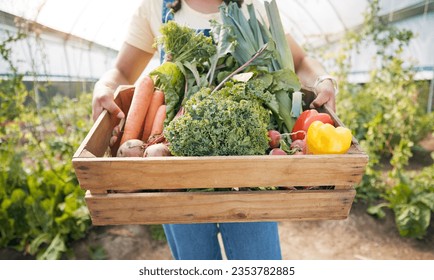 Greenhouse, hands of woman with wooden box of vegetables and sustainable small business in agriculture. Girl at farm, natural food and agro growth in summer with organic beetroot, carrots and pepper. - Powered by Shutterstock