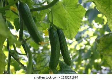 Greenhouse with hothouse 
 green cucumbers - Shutterstock ID 1855291894