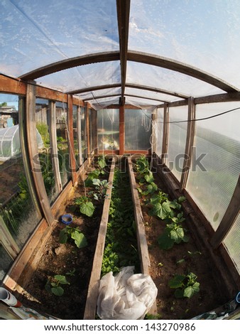 Similar – Laubenpieper I View into a greenhouse with a row of crops, mainly tomato plants, through the door