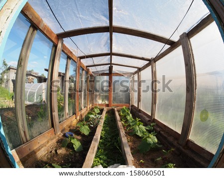 Similar – Laubenpieper I View into a greenhouse with a row of crops, mainly tomato plants, through the door