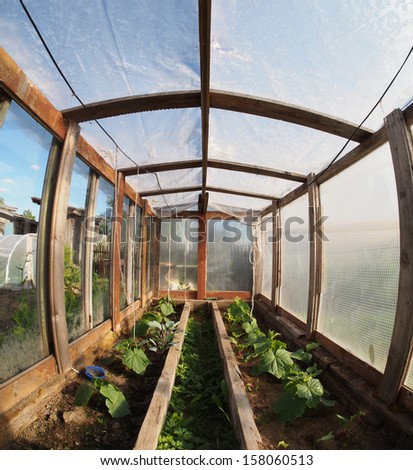 Similar – Laubenpieper I View into a greenhouse with a row of crops, mainly tomato plants, through the door