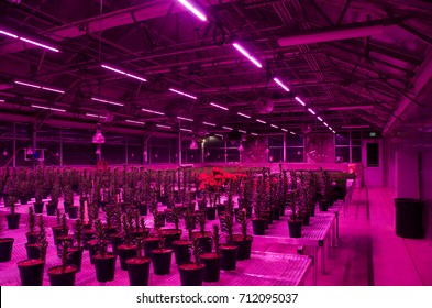 Greenhouse Interior With LED Light Fixtures