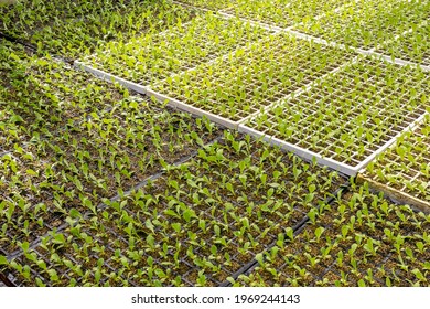 Greenhouse With Lettuce Seedlings Of Different Types To Be Replanted In The Field In A Family Farm In Brazil