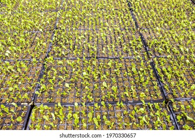 Greenhouse With Lettuce Seedlings Of Different Types To Be Replanted In The Field In A Family Farm In Brazil