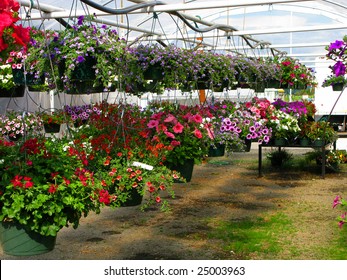 Greenhouse Nursery - Colorful Large Hanging Flower Plants