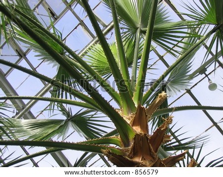 Greenhouse palm tree