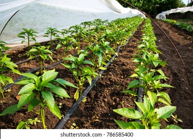 greenhouse with pepper plant and drip irrigation - selective focus