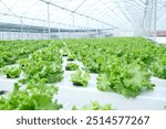 greenhouse products and greenhouse growers grow their products with soilless greenhouses, lettuce and other greenhouse products