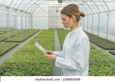 Greenhouse Seedlings Growth. Female Agricultural Engineer using tablet  - Powered by Shutterstock