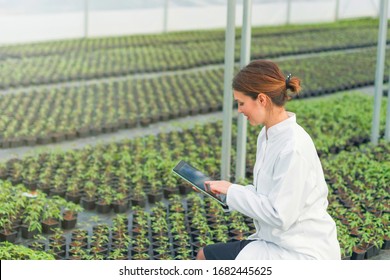 Greenhouse Seedlings Growth. Female Agricultural Engineer using tablet 
