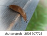 Greenhouse Slug (Ambigolimax valentianus). Family keelback slugs (Limacidae).