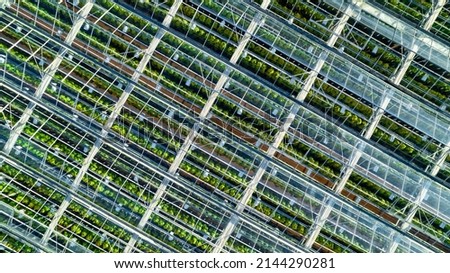 Greenhouse with a transparent roof, aerial view.   Growing tomatoes and cucumbers. Large industrial greenhouses with vegetables.