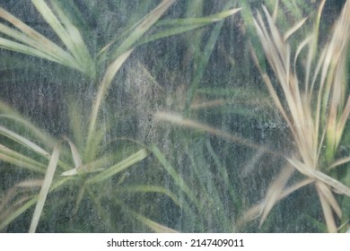 Greenhouse Tropical Plant Behind Dirty Stained Glass. Dark Moody Nature Jungle Aesthetic