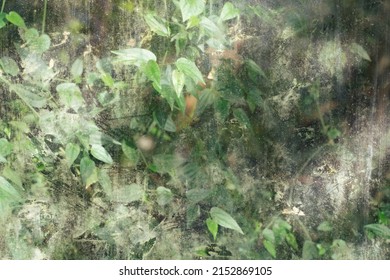 Greenhouse Tropical Plant Behind Dirty Stained Glass. Dark Moody Nature Jungle Aesthetic