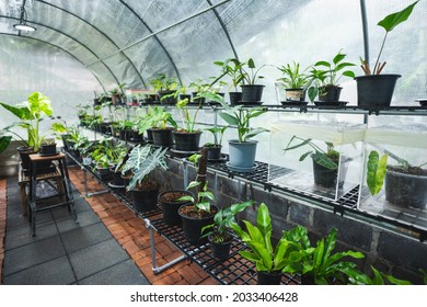greenhouse of tropical variegated plant, green leaf flora nature garden, beautiful botany flower background in summer spring houseplant, fresh growing foliage floral for decorative