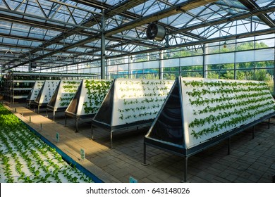 Greenhouse Vegetable Factory