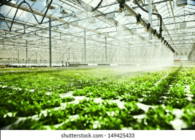 Greenhouse watering system in action - Powered by Shutterstock