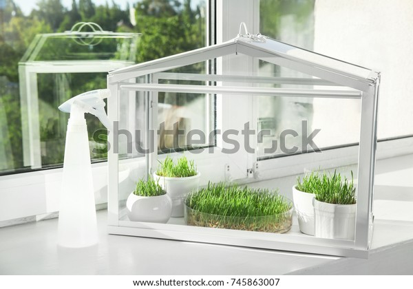 Greenhouse Wheat Grass On Windowsill Stock Photo Edit Now 745863007