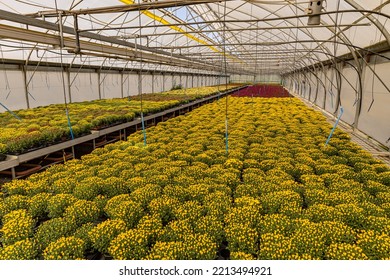 Greenhouse Of Yellow Blooming Chrysanthemum. Horticulture Business Concept