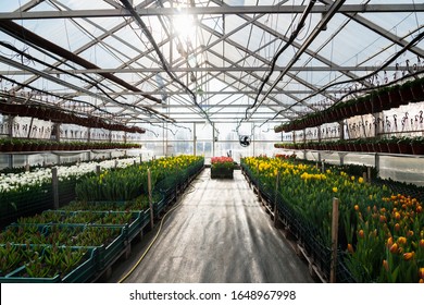 Greenhouses For Growing Flowers. Floriculture Industry